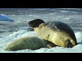 Mother Polar Bear And Her Cubs Come Out Of Hibernation | Wildest Arctic