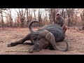 Gunner hunts Buffalo in Zimbabwe, filmed by African Sun Productions
