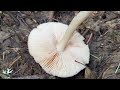 Spring Mushroom Foraging & Burn Morel Update! Burn Morels are looking Prime West of the Cascades