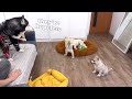 Talking Husky Teaches Tiny Puppies to Sing