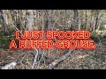Small game hunting on private land //Squirrels, cool bird and a ''spooker''! {Beginner hunting vlog}