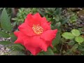 Beautiful red rose || Rose flower || Holland rose || gardening