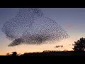 Starlings | When Many Become One: Murmuration