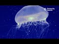 Crystal Jellyfish Are Clearly Awesome!