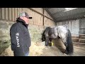 Ginormous horse accidently hurts owner!