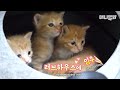 Cats That Became Fans Of A Retriever That Saved Them