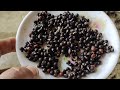 How to Cultivate Okra at Home|Kamra Zamindari|گھر میں بھنڈی فوری طور پر کیسے اگائیں