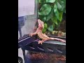 Crested Geckos part 1