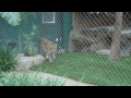 Siegfried & Roy Secret Garden & Dolphin Habitat (003)