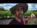 Look INSIDE a Mennonite Farm - Growing Food Without Electricity