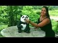 Urso Panda Cofre