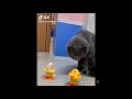 Dog and Cat Reaction to Toy - Funny Dog & Cat Toy Reaction Compilation