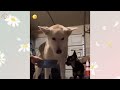 30 Seconds of Funny Animal Magic - New Funny Animals 😍 Funniest Dogs and Cats Videos 😺🐶 #11