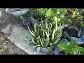 My aloe is doing GREAT! - An update on my aloe vera plants.