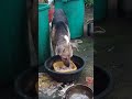 hungry dog under the rain