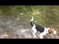 Beagle mix puppy’s first time at the creek