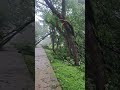 tree damage. Tornado. H-TOWN