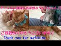 【猫癒し】後ろ足びろーーんして寛ぐ子猫【スコテッシュフォールド】A kitten relaxing on its hind legs