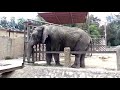 Gran Elefante en ZOO León Gto.