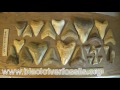 The Best Megalodon Tooth Hunting Site I Ever Found