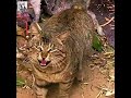 Collection of mysterious and crazy moments of cats 🤣🤣🤣