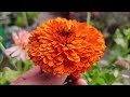 Easiest Flower To Grow From Seed | CALENDULA | SEED TO FLOWER