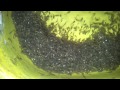 Actual Footage of Tilapia in Artificial Incubator