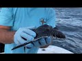 Mystery eggs discovered at Imperial Beach | What are they?