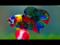 MULTi COLOUR YELLOW BASE EXPENSIVE BETTAS IMPORTED PRE BOOKING ORDERS ONLY