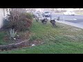 Turkey in my front yard