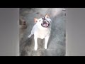 TRY NOT TO LAUGH 🐕 Funniest Catss 2024 😂