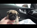 Bringing Winston Home! | 8 Week Old Pug Puppy