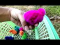 catch colorful chickens, rainbow chickens, ducks, rabbits |  cute animal #010