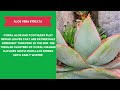 ALOE VERA VARIETIES - Plants Weekly