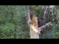 How to Harvest Birch bark (Green Woodworking)