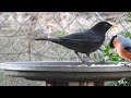 ptaki za oknem (odwiedziny kosa) ( blackbird)