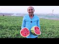 How to Pick a Sweet and Red Watermelon