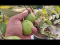 How To Grow Guava Fruit in Pot | 15-18 KG FRUIT IN POT | FULL INFORMATION