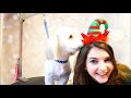 Coton de Tulear - How to Groom