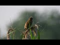 Trzciniak śpiew / Great reed warbler song