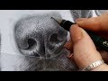 How to Draw a Realistic Dog's Nose in Graphite