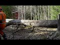 Cutting down a tree in half with a chainsaws