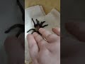Day Fifty+ Working on a Paralyzed Tarantula
