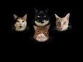 Bohemian Catsody - A Rhapsody Parody Song for Every Cat Queen and King!