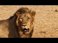 Amazing Scene of Wild Animals In 4K - Scenic Relaxation Film - Beautiful Nature