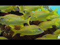 Under Red Sea 4K (ULTRA HD) - Sea Animals For Relaxation - Beautiful Coral Reef Fish In Aquarium #8