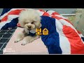 향내음댕댕이샴푸 #2 /푸들보리!!!