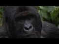 Young Orphaned Gorillas: See Their Adorable Bond With Park Rangers | National Geographic