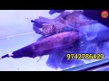 Visiting Biggest Aquarium Shop Of India , Aquarium fish with prices -Exotic & Monster Fish Varities