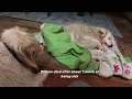 Our dogs story